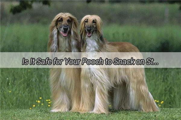 Is It Safe for Your Pooch to Snack on Star Anise A Guide to Star Anise for Dogs